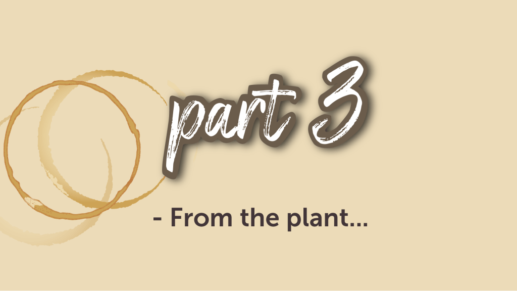 Del 3: kaffe kopparringar och text From the plant på beige bakgrund.